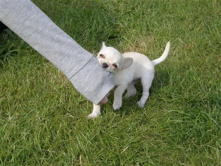 Chihuahua Mille  - ..Krrrra jeg har mors arm  billede 4