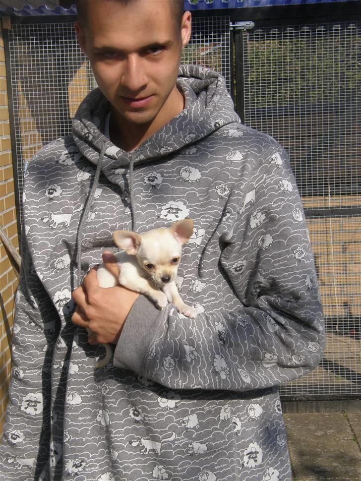 Chihuahua Mille  - Mig og far :) billede 5