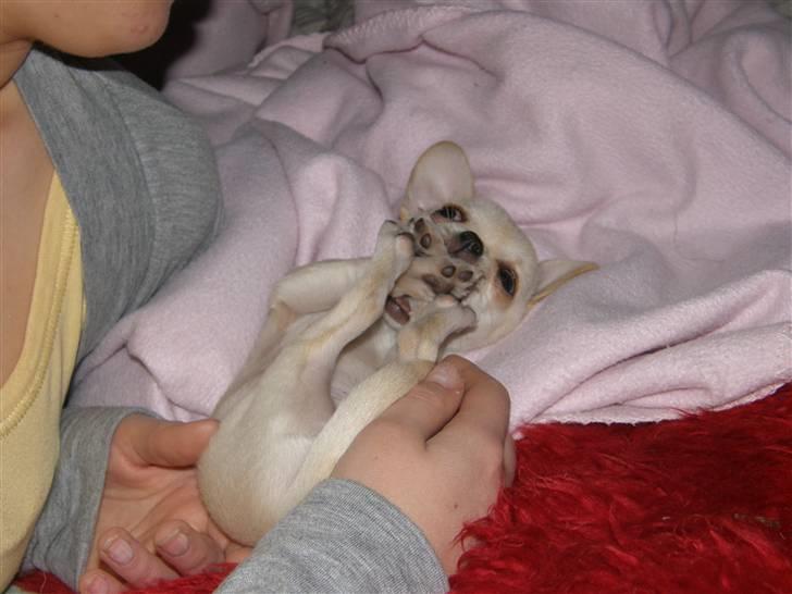 Chihuahua Mille  - Mon jeg kan have alle mine poter inde i munden? billede 6