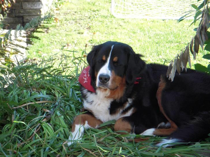 Berner sennenhund balou - nee nej nu ligger du i mit blomster bed  billede 2