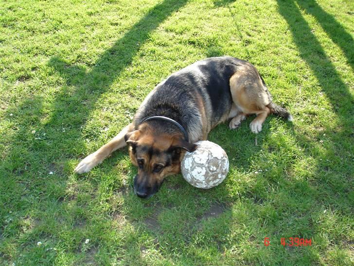 Blanding af racer Odin <3 ^Nye billeder^ billede 11