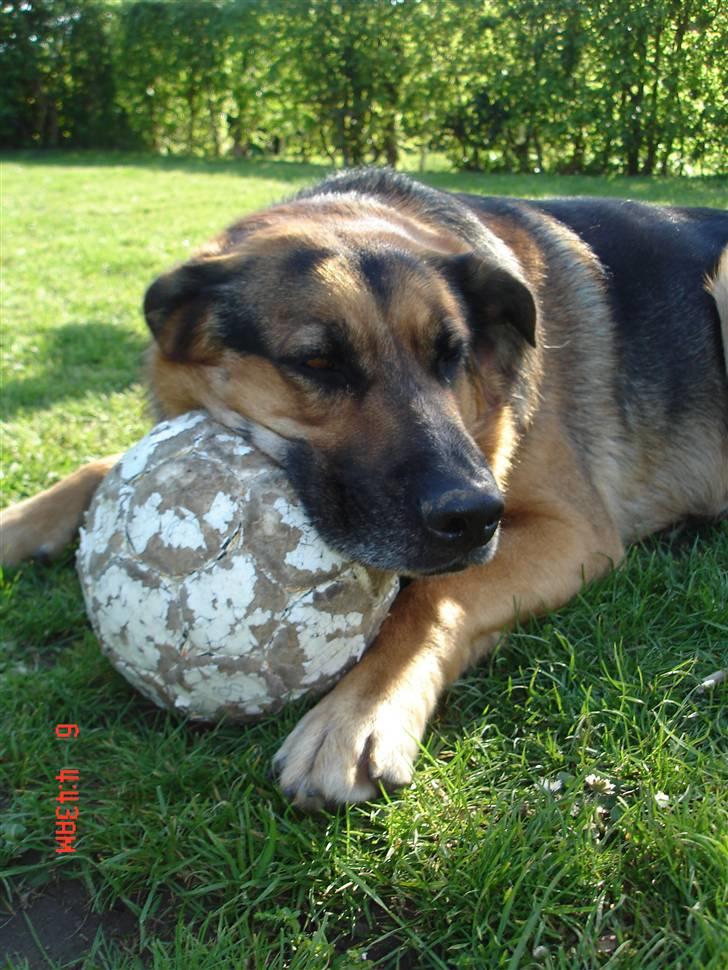 Blanding af racer Odin <3 ^Nye billeder^ billede 12