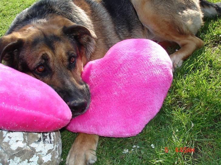 Blanding af racer Odin <3 ^Nye billeder^ billede 13