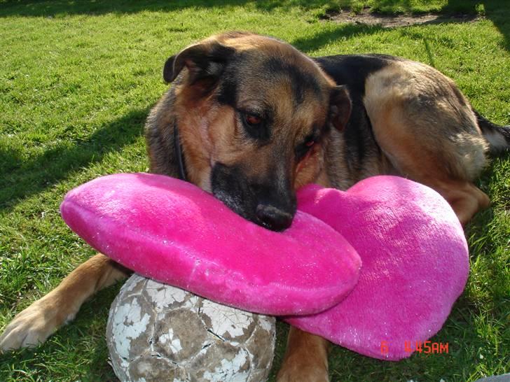 Blanding af racer Odin <3 ^Nye billeder^ billede 14