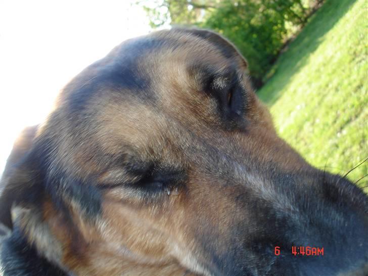 Blanding af racer Odin <3 ^Nye billeder^ billede 15