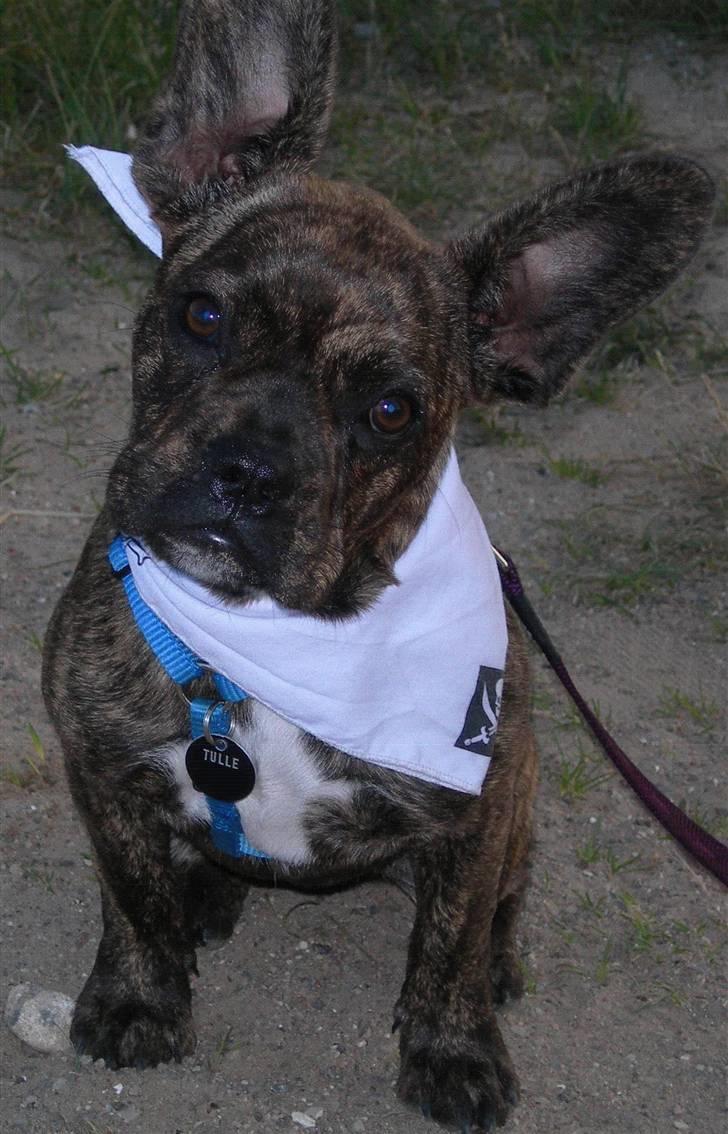 Fransk bulldog Tulle - Tulle i Skagen billede 1