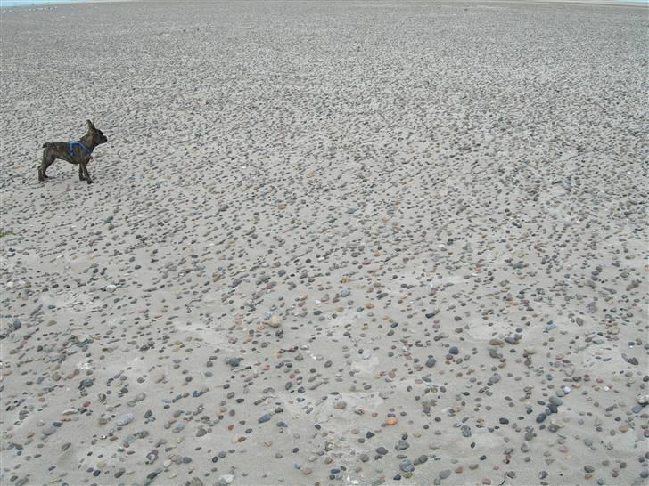 Fransk bulldog Tulle - . billede 2