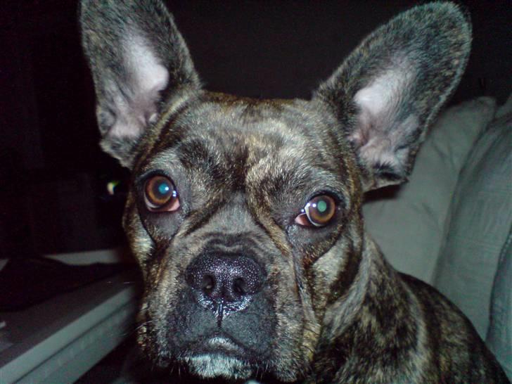 Fransk bulldog Tulle - Tulle billede 3