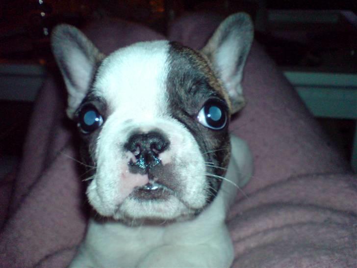 Fransk bulldog Tulle - Tulles bedste ven billede 4