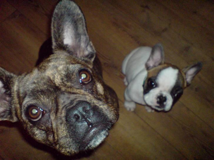 Fransk bulldog Tulle - Tulle & James billede 5