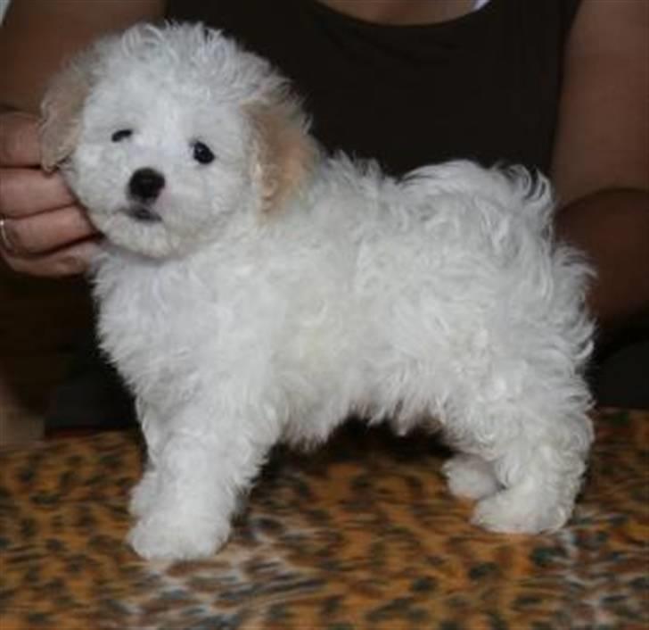 Bolognese Pufi billede 1