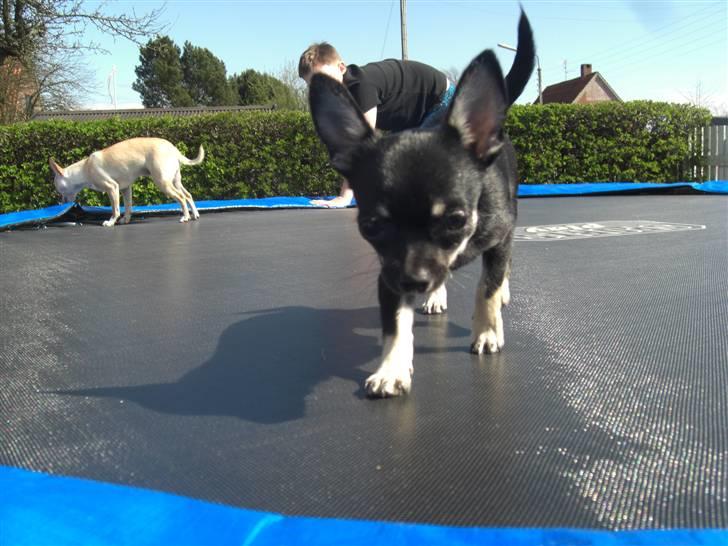 Chihuahua Malou - Op på trampolinen med os.. billede 10
