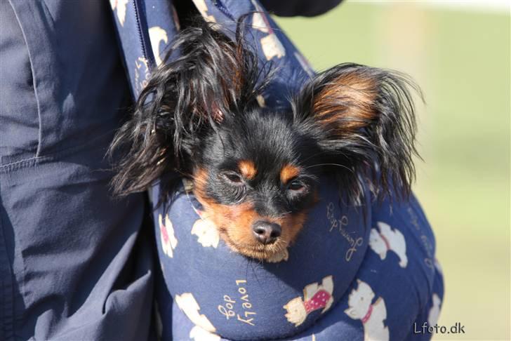 Russisk toy terrier Jaroslavna Mazasis Elfas - Mio i tasken. søøøød billede 12