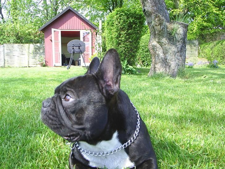 Fransk bulldog THORKILD SOLGT billede 12