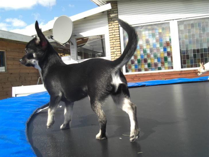 Chihuahua Malou billede 11