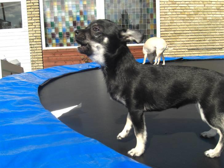 Chihuahua Malou - Grrr farlig hund billede 12