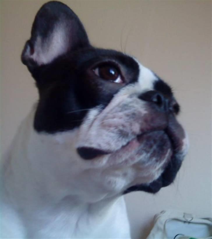 Fransk bulldog Carla *RIP* - Jeg er Utrolig fotogen syntes i ikke? :D  billede 1