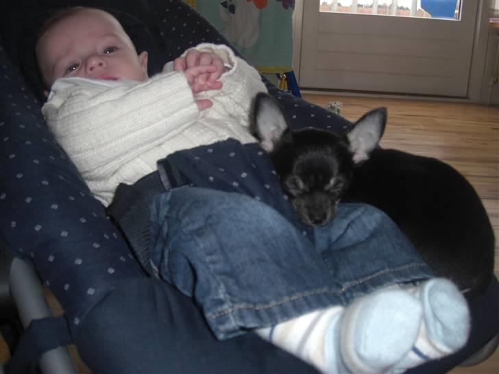 Chihuahua Malou - Yndlingspladsen...! billede 13