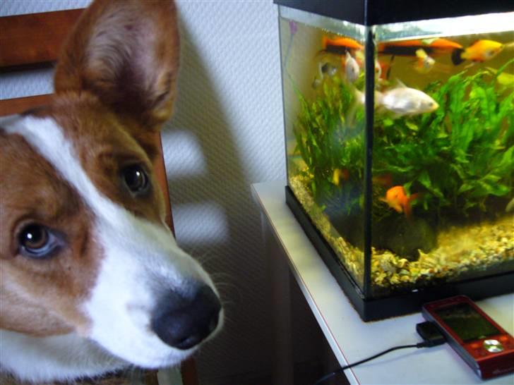 Welsh corgi cardigan Møller Kaas Bosco - Han forstår ikke helt hvad de sjove fisk laver bag ruden. billede 8