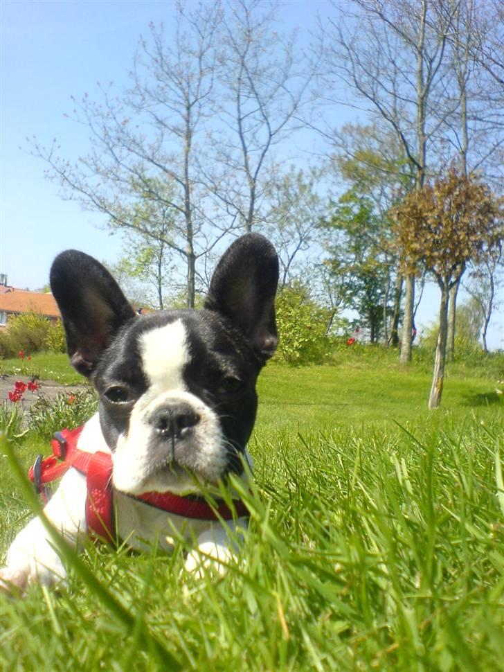 Fransk bulldog Carla *RIP* - Nej uha da da vand er ikke lige min kop the billede 2