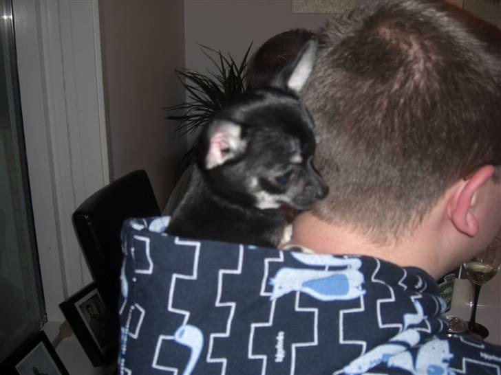 Chihuahua Malou - Hvor er det dog hyggeligt her oppe :o) billede 14