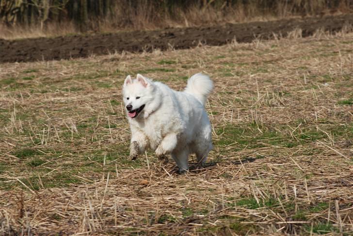 Samojedhund Luffe billede 19