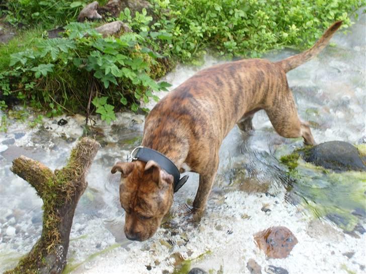 Amerikansk staffordshire terrier R.I.P True Staff Gandalf billede 11