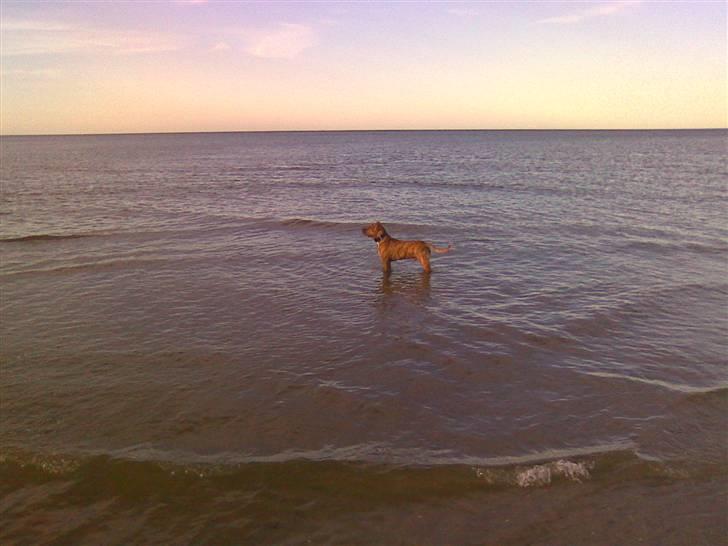 Amerikansk staffordshire terrier R.I.P True Staff Gandalf billede 12