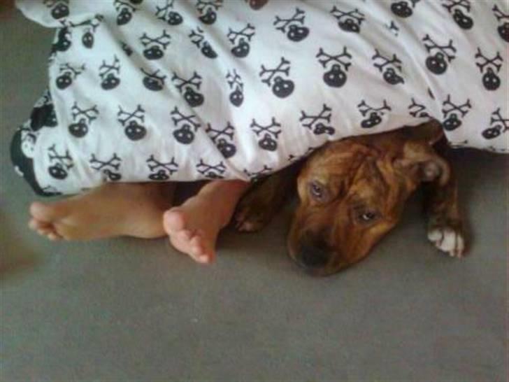 Amerikansk staffordshire terrier R.I.P True Staff Gandalf billede 13