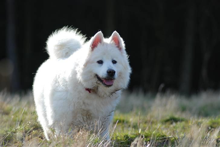 Samojedhund Luffe billede 20