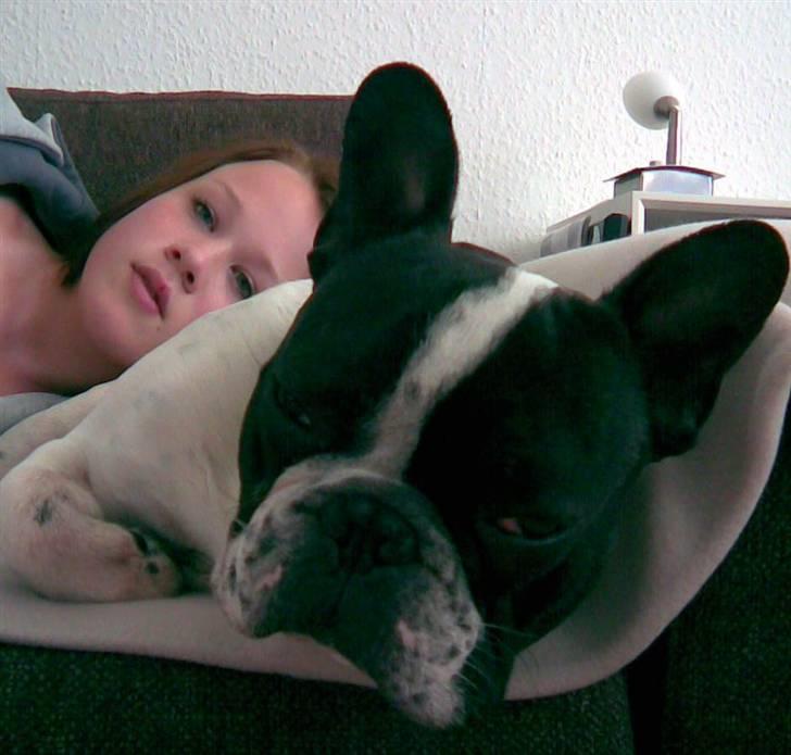 Fransk bulldog Hannibal - Ihh hvor vi hygger billede 13