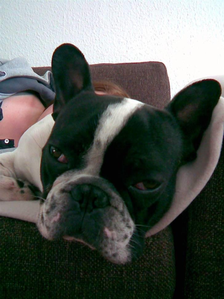 Fransk bulldog Hannibal - ZZZZZzzzzzzz billede 14