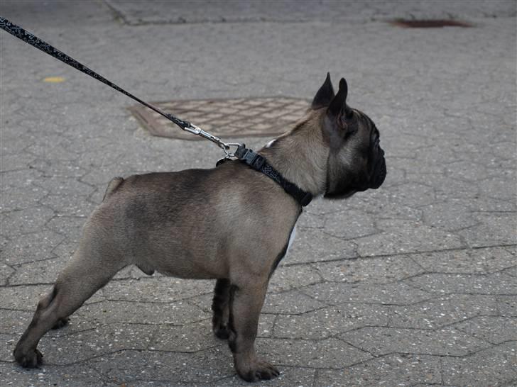 Fransk bulldog Valdo - valdo i positur billede 14