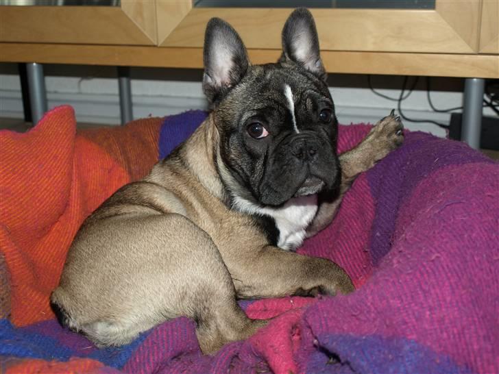 Fransk bulldog Valdo billede 15