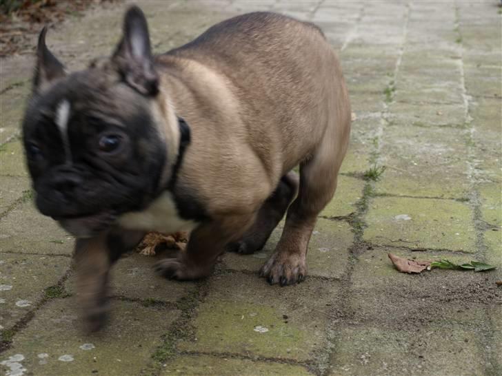 Fransk bulldog Valdo billede 16