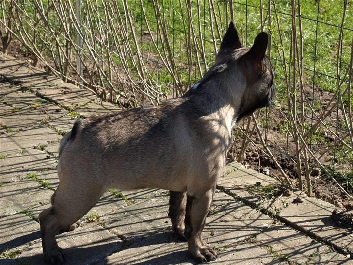 Fransk bulldog Valdo billede 17