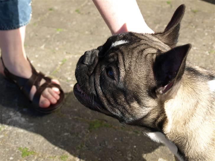 Fransk bulldog Valdo billede 18