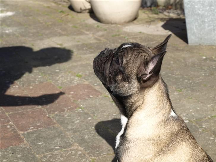 Fransk bulldog Valdo billede 19