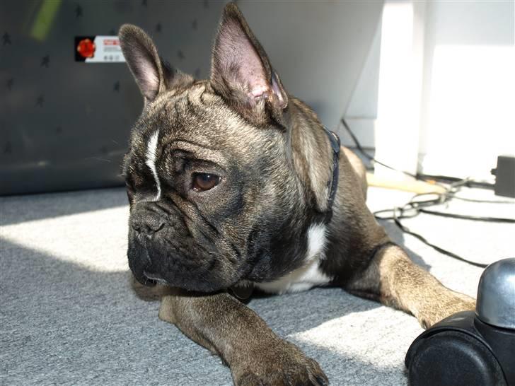 Fransk bulldog Valdo billede 20