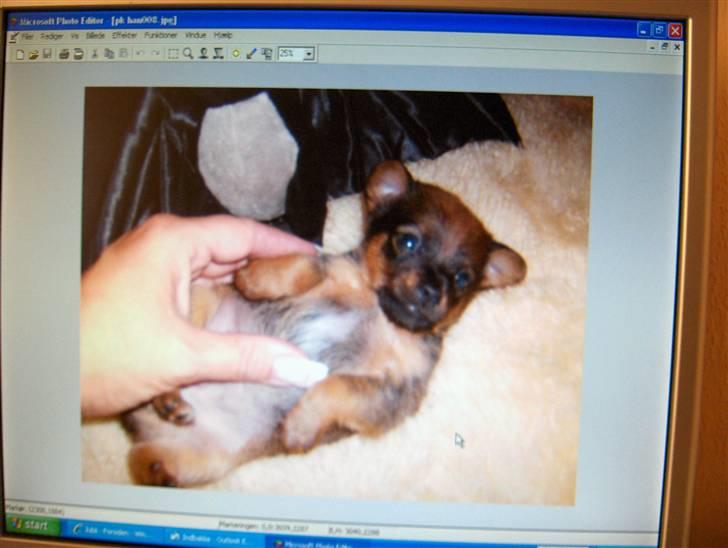 Prazsky krysarik ludwig - ludwig ca. 5 uger  billede 2