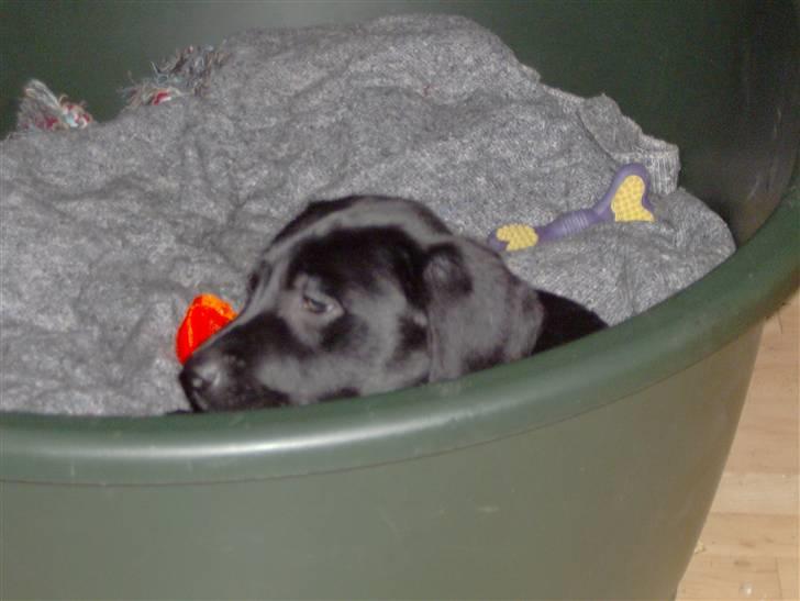 Labrador retriever freja - kæmpe kurv billede 2