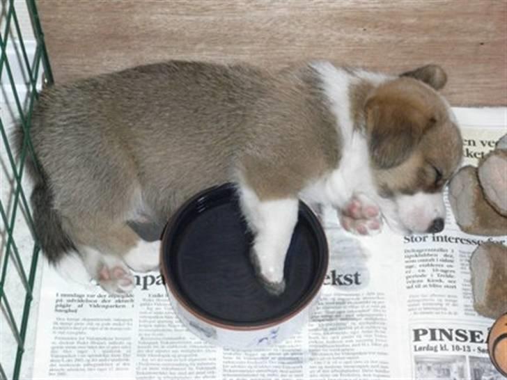 Welsh corgi cardigan Møller Kaas Bosco - Her er han ca. 6 uger gammel. billede 11