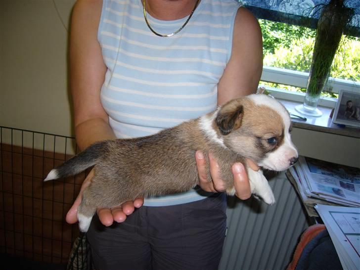 Welsh corgi cardigan Møller Kaas Bosco - Ja, jeg valgte ham denne dag hvor han var 3 uger gammel. billede 12