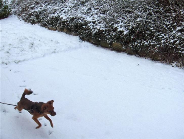 Prazsky krysarik ludwig - jeg skal lige se om jeg kan fange det billede 4