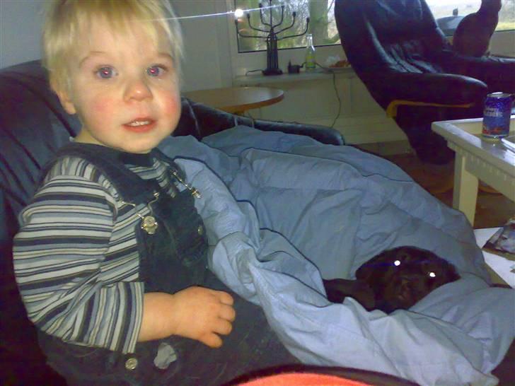 Labrador retriever freja billede 5