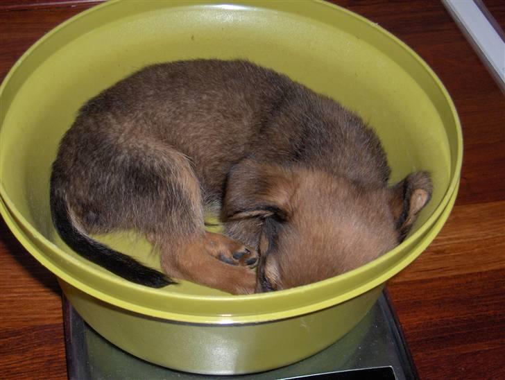 Prazsky krysarik ludwig - ludwig skal vejes billede 5