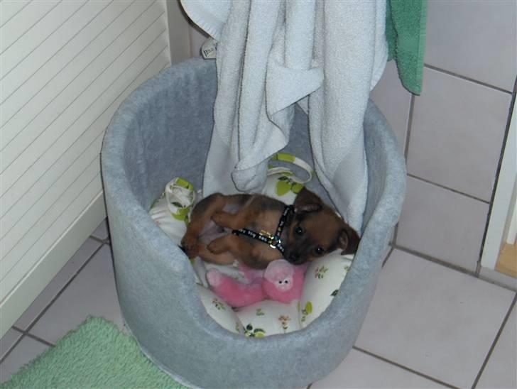 Prazsky krysarik ludwig billede 6