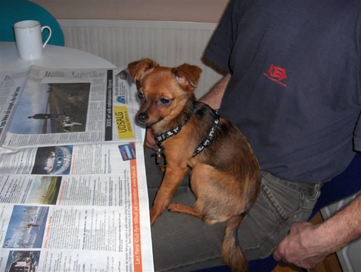 Prazsky krysarik ludwig - ludwig læser dagens nyheder billede 9