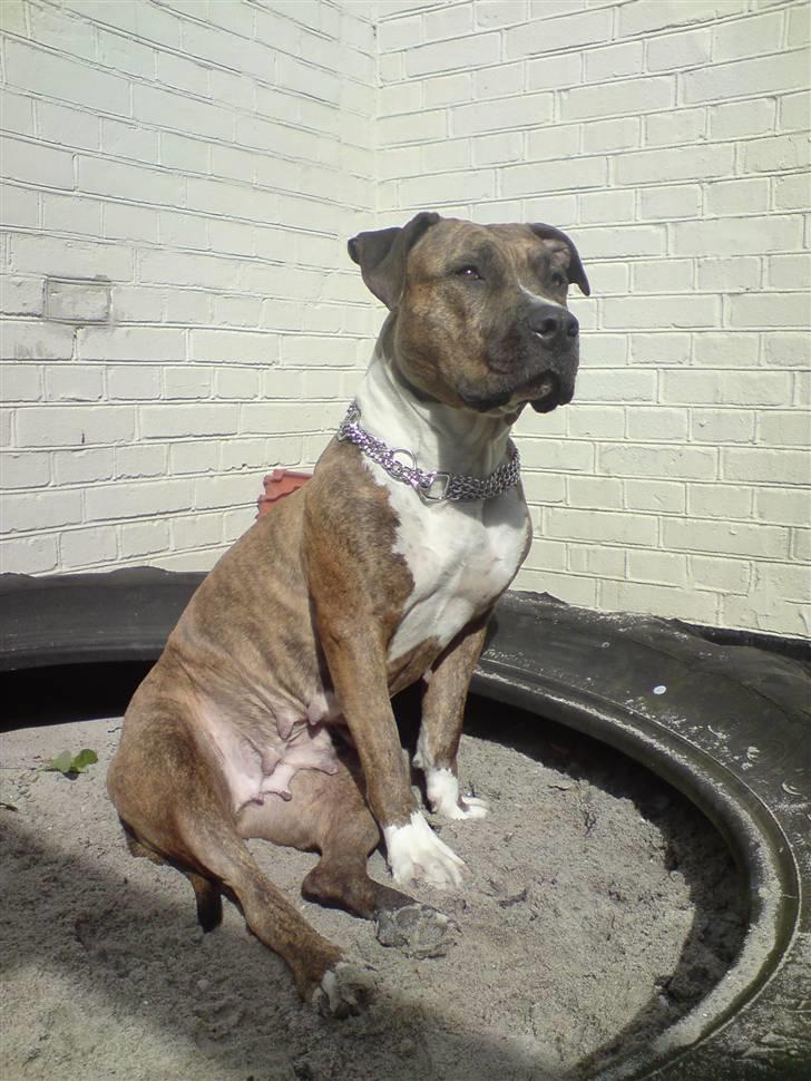 Amerikansk staffordshire terrier Tyta R.I.P  billede 3