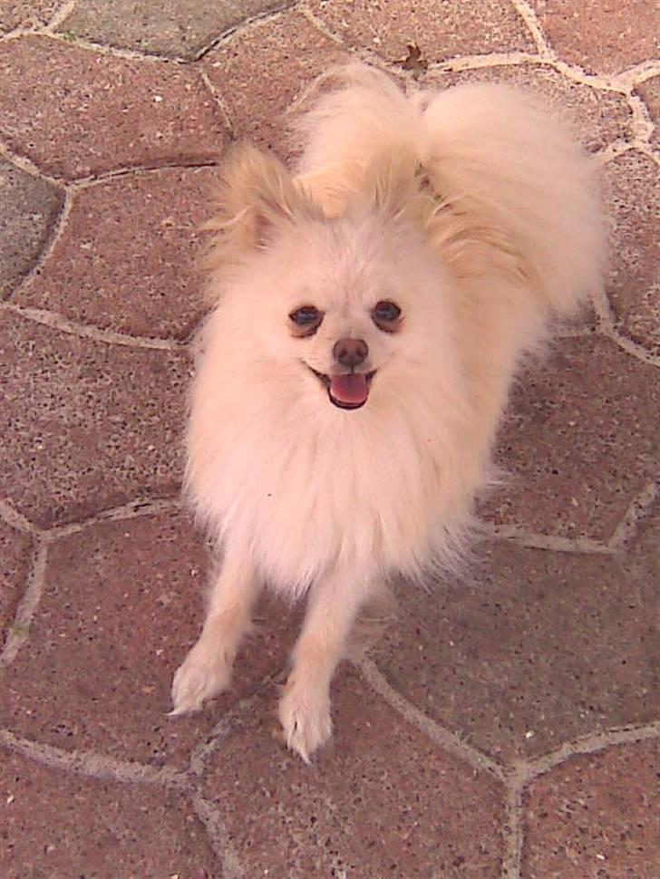 Pomeranian Coco billede 11